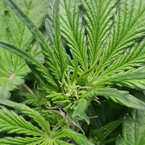 Gorilla Cookies growlog timeline photo