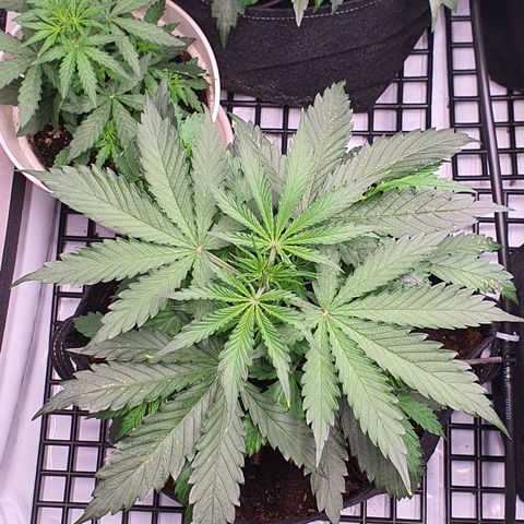 Gorilla Cookies growlog timeline photo