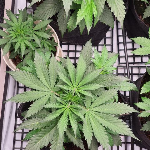 Gorilla Cookies growlog timeline photo