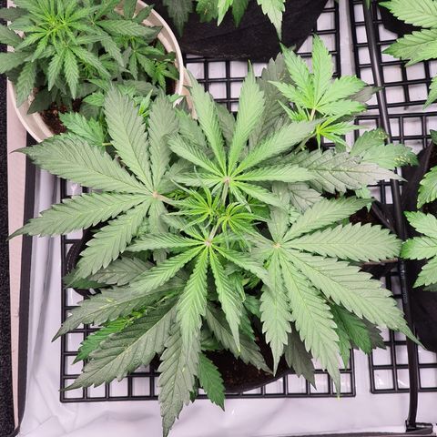 Gorilla Cookies growlog timeline photo