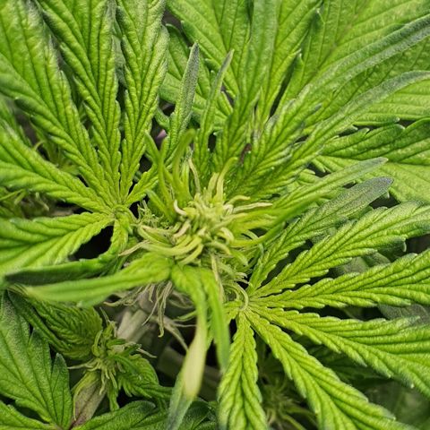 Gorilla Cookies growlog timeline photo
