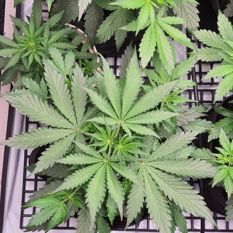 Gorilla Cookies growlog timeline photo