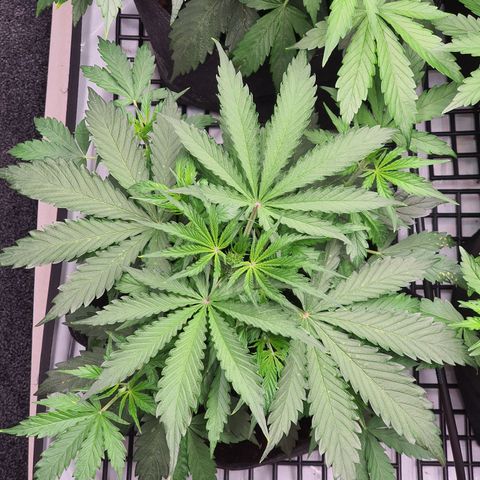 Gorilla Cookies growlog timeline photo