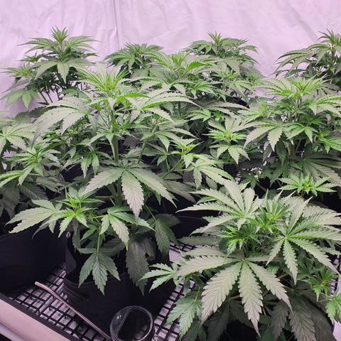 Gorilla Cookies growlog timeline photo