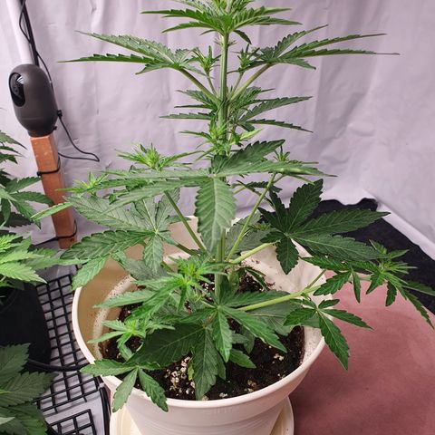 Gorilla Cookies growlog timeline photo