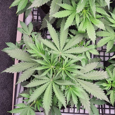 Gorilla Cookies growlog timeline photo