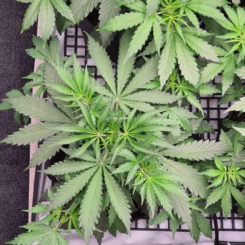 Gorilla Cookies growlog timeline photo