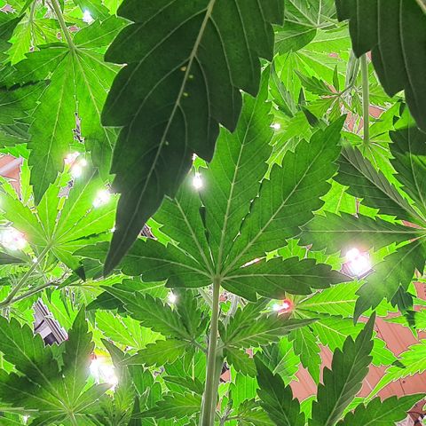 Gorilla Cookies growlog timeline photo