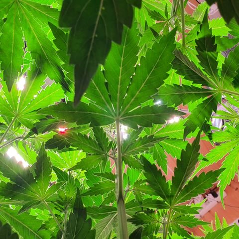 Gorilla Cookies growlog timeline photo