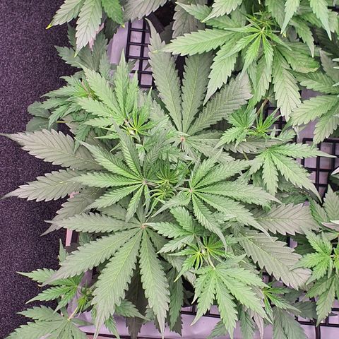 Gorilla Cookies growlog timeline photo