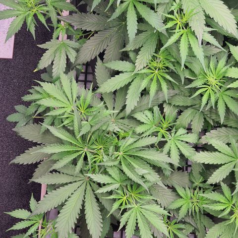 Gorilla Cookies growlog timeline photo