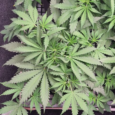 Gorilla Cookies growlog timeline photo