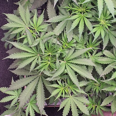 Gorilla Cookies growlog timeline photo
