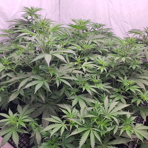 Gorilla Cookies growlog timeline photo