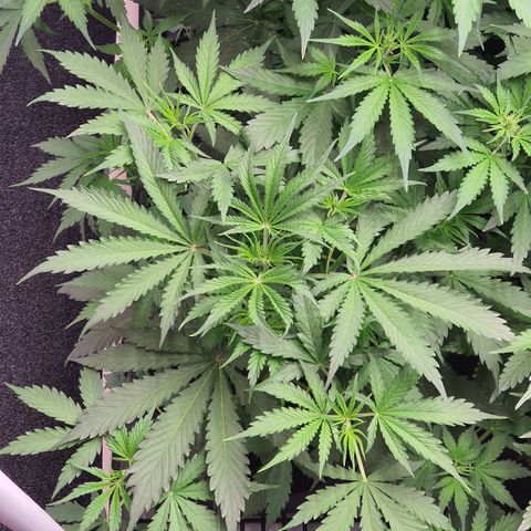 Gorilla Cookies growlog timeline photo