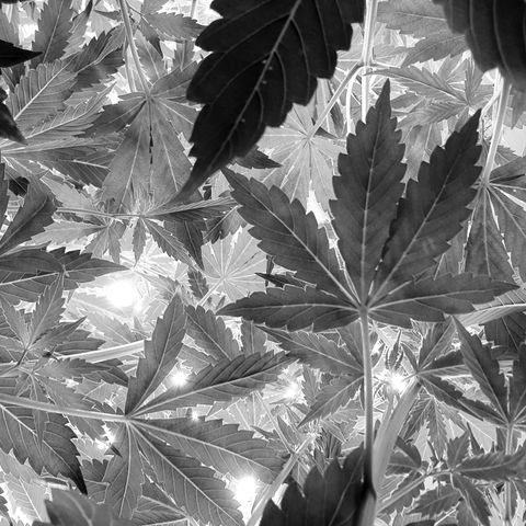 Gorilla Cookies growlog timeline photo