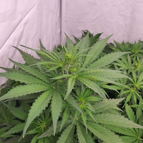 Gorilla Cookies growlog timeline photo