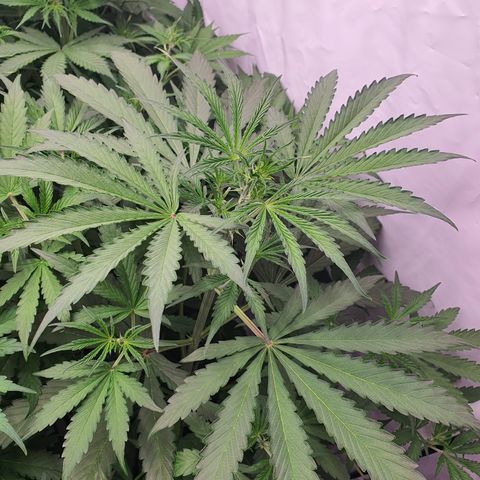 Gorilla Cookies growlog timeline photo