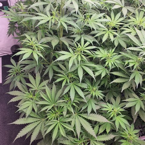 Gorilla Cookies growlog timeline photo