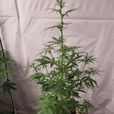 Gorilla Cookies growlog timeline photo