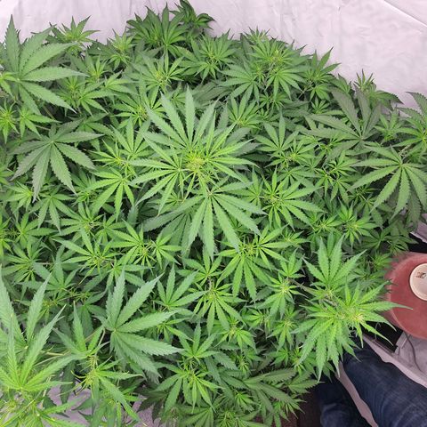 Gorilla Cookies growlog timeline photo