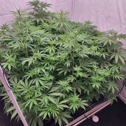 Gorilla Cookies growlog timeline photo