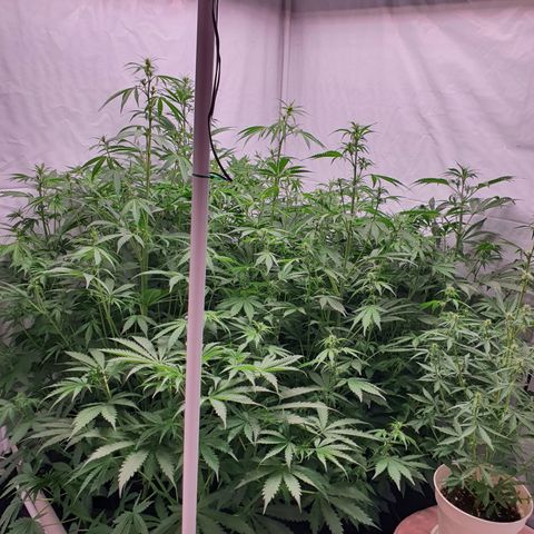 Gorilla Cookies growlog timeline photo