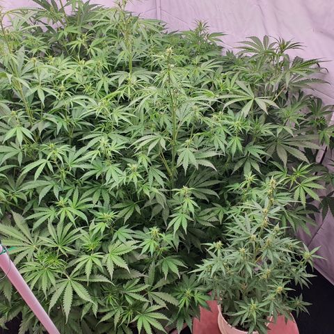 Gorilla Cookies growlog timeline photo