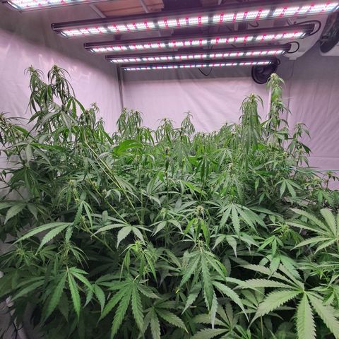 Gorilla Cookies growlog timeline photo