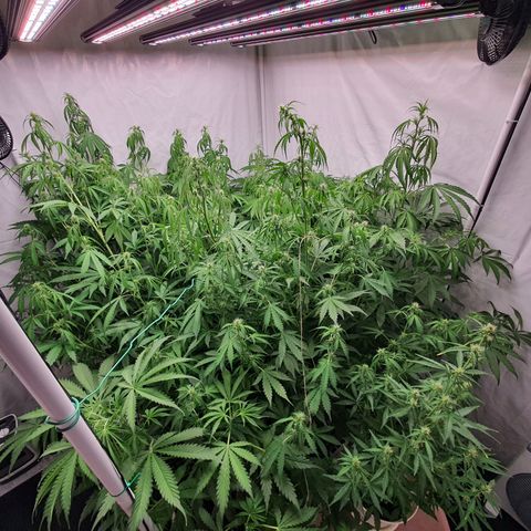 Gorilla Cookies growlog timeline photo