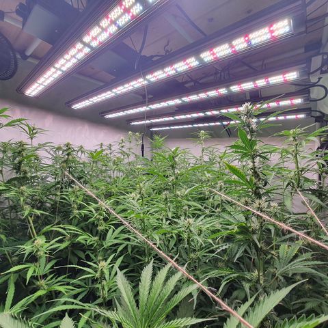 Gorilla Cookies growlog timeline photo