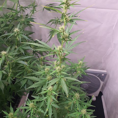 Gorilla Cookies growlog timeline photo