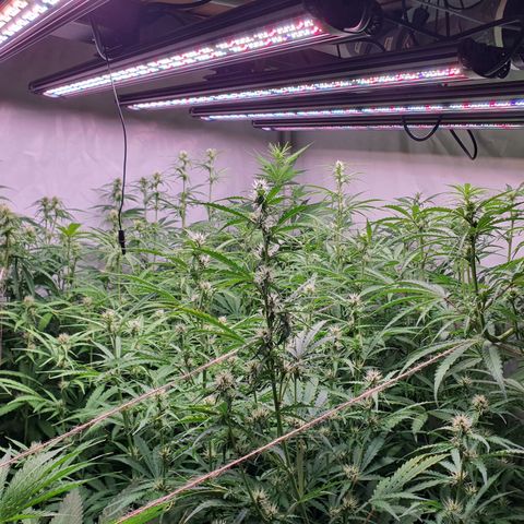 Gorilla Cookies growlog timeline photo