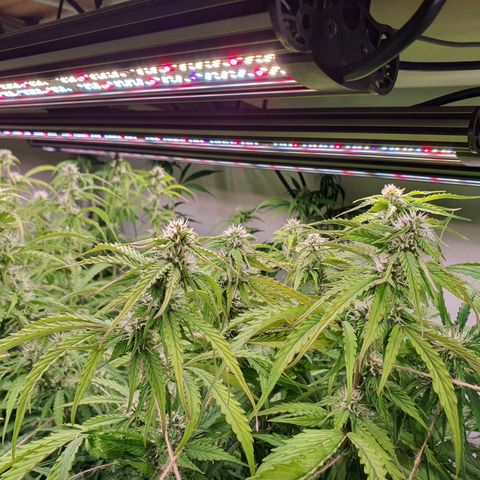 Gorilla Cookies growlog timeline photo