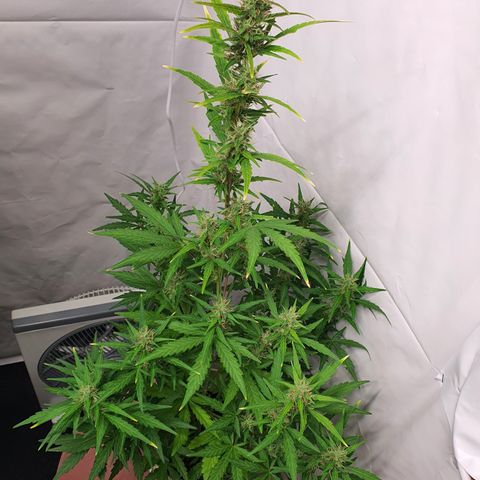 Gorilla Cookies growlog timeline photo