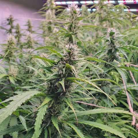 Gorilla Cookies growlog timeline photo
