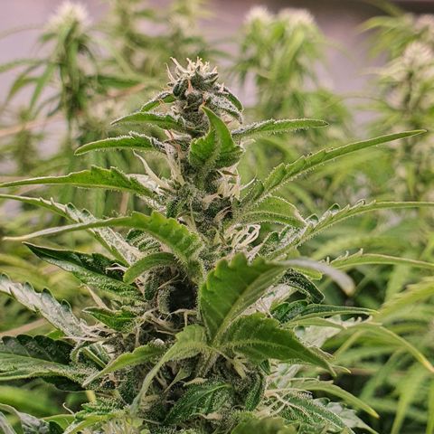 Gorilla Cookies growlog timeline photo