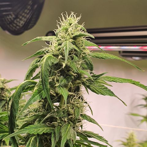 Gorilla Cookies growlog timeline photo