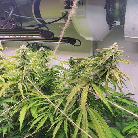 Gorilla Cookies growlog timeline photo