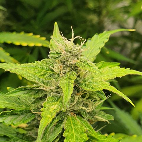 Gorilla Cookies growlog timeline photo