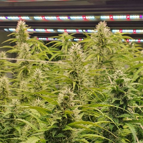 Gorilla Cookies growlog timeline photo