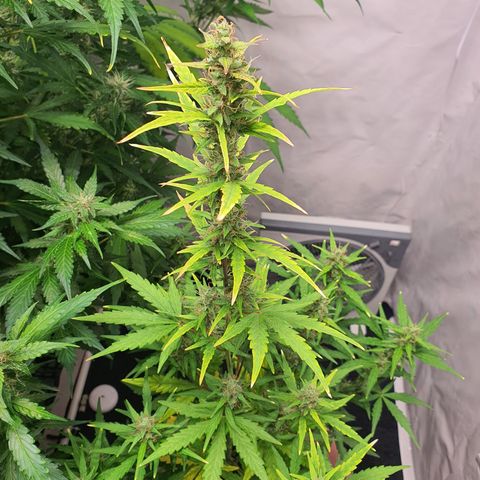 Gorilla Cookies growlog timeline photo