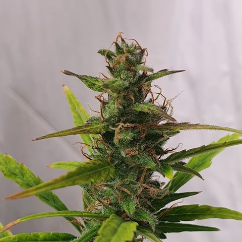 Gorilla Cookies growlog timeline photo