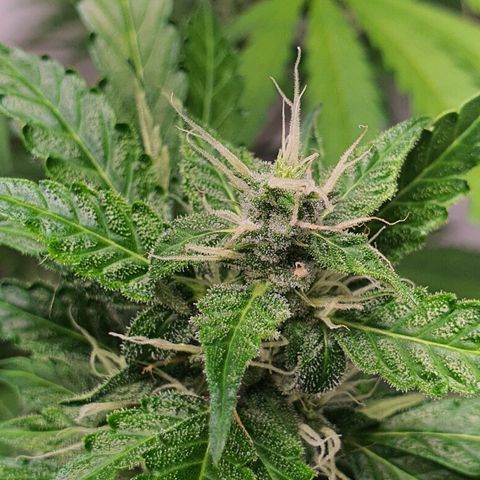 Gorilla Cookies growlog timeline photo