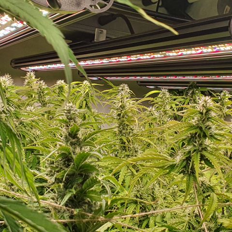 Gorilla Cookies growlog timeline photo