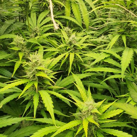 Gorilla Cookies growlog timeline photo