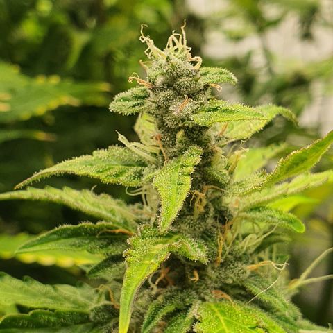 Gorilla Cookies growlog timeline photo