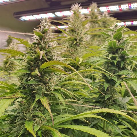 Gorilla Cookies growlog timeline photo