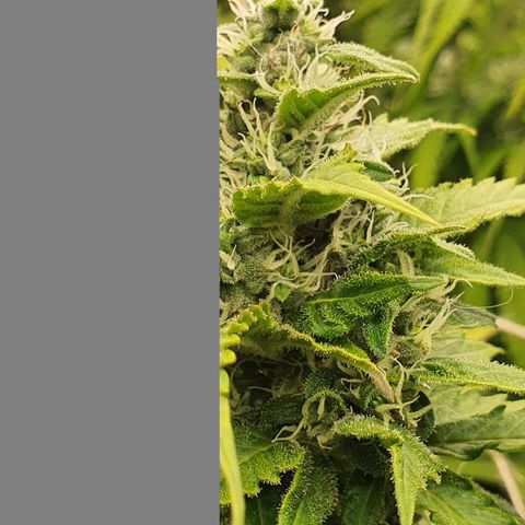 Gorilla Cookies growlog timeline photo