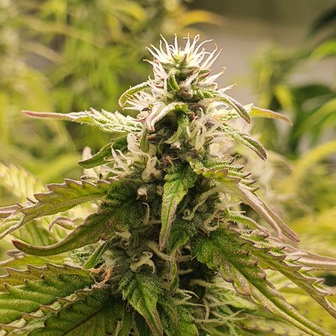 Gorilla Cookies growlog timeline photo